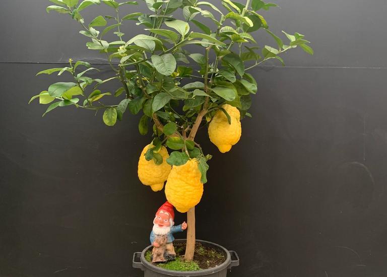 Citrus medica 'Maxima'