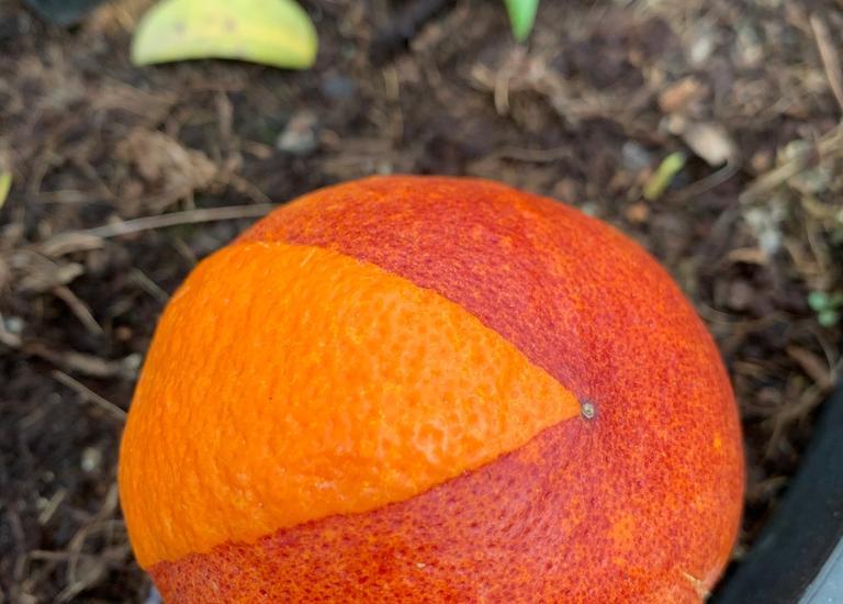 Citrus sinensis 'Blood Orange'