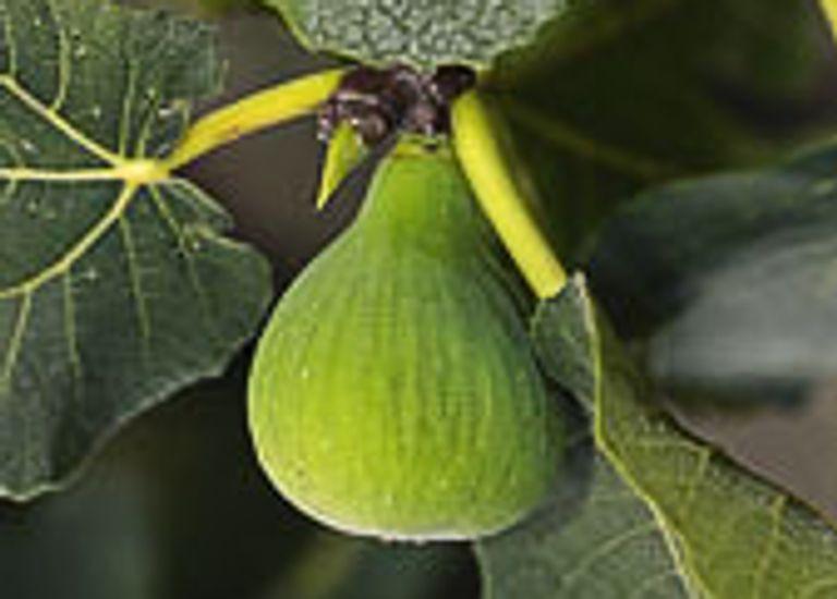 Ficus carica 'Col de Dame'