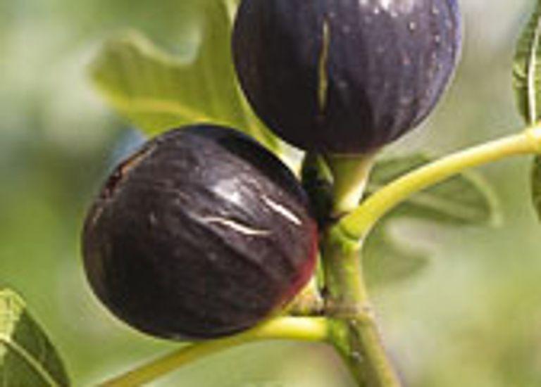 Ficus carica 'Ronde de Bordeaux'