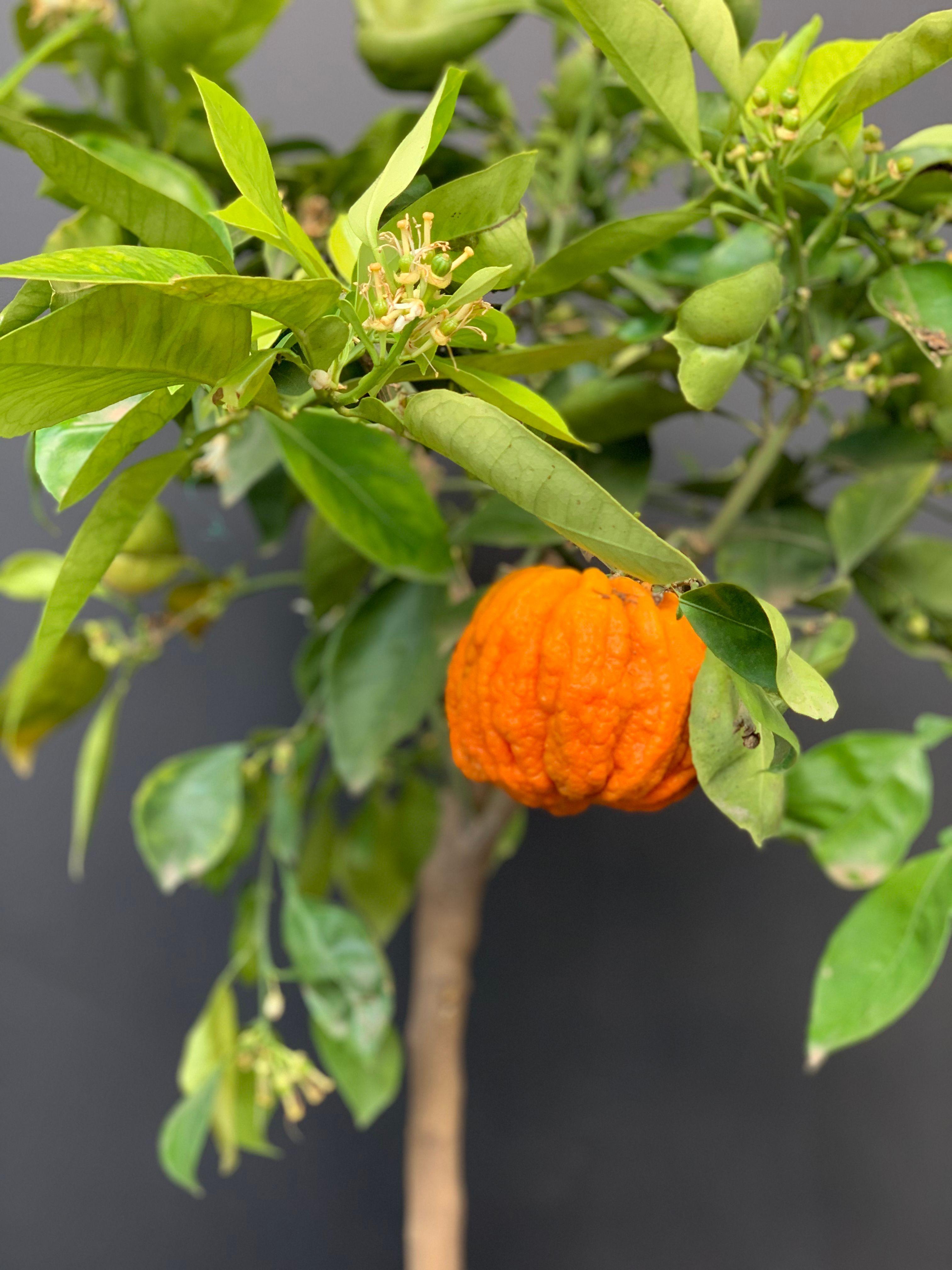 Citrus