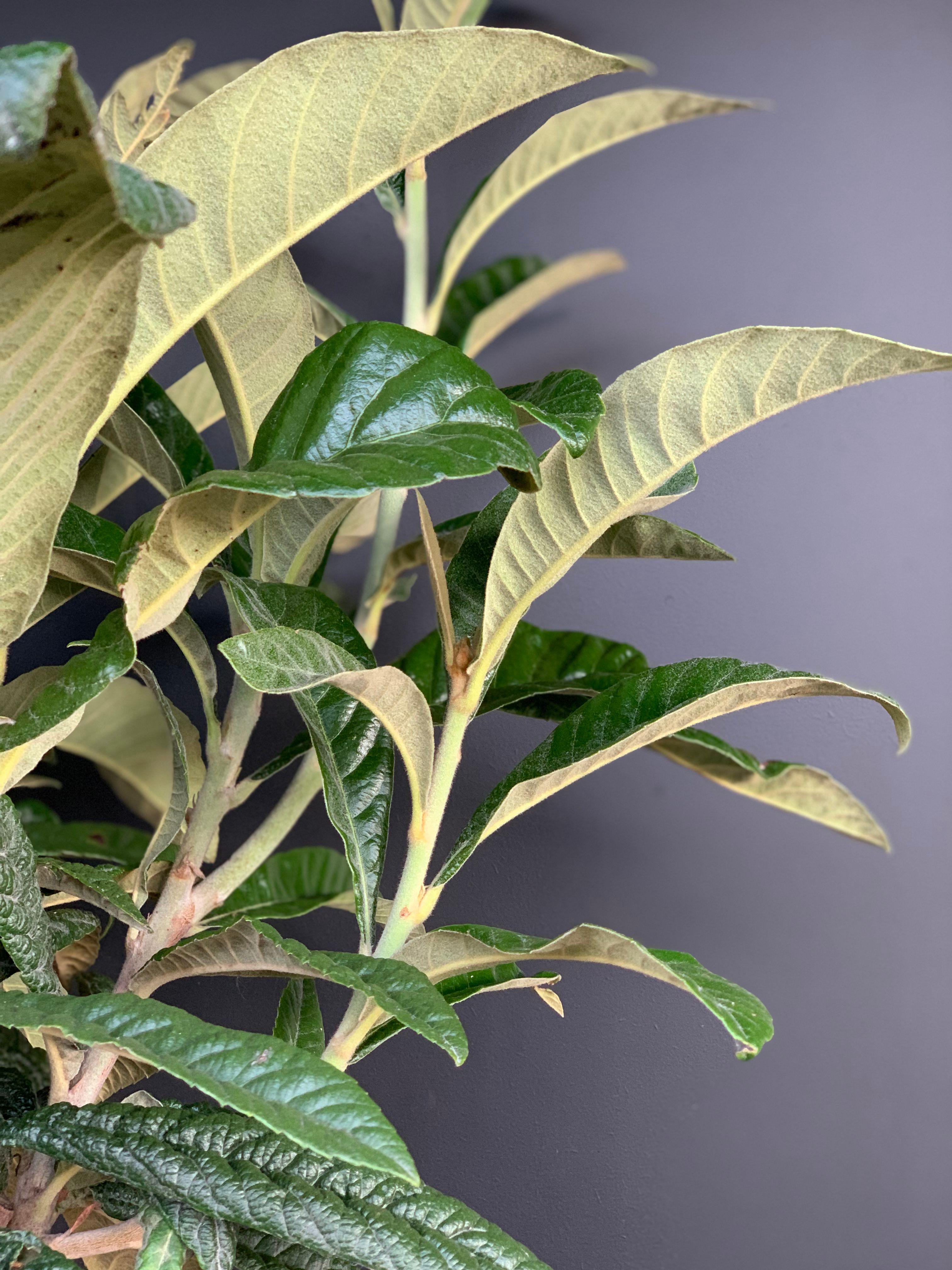 Overwintering