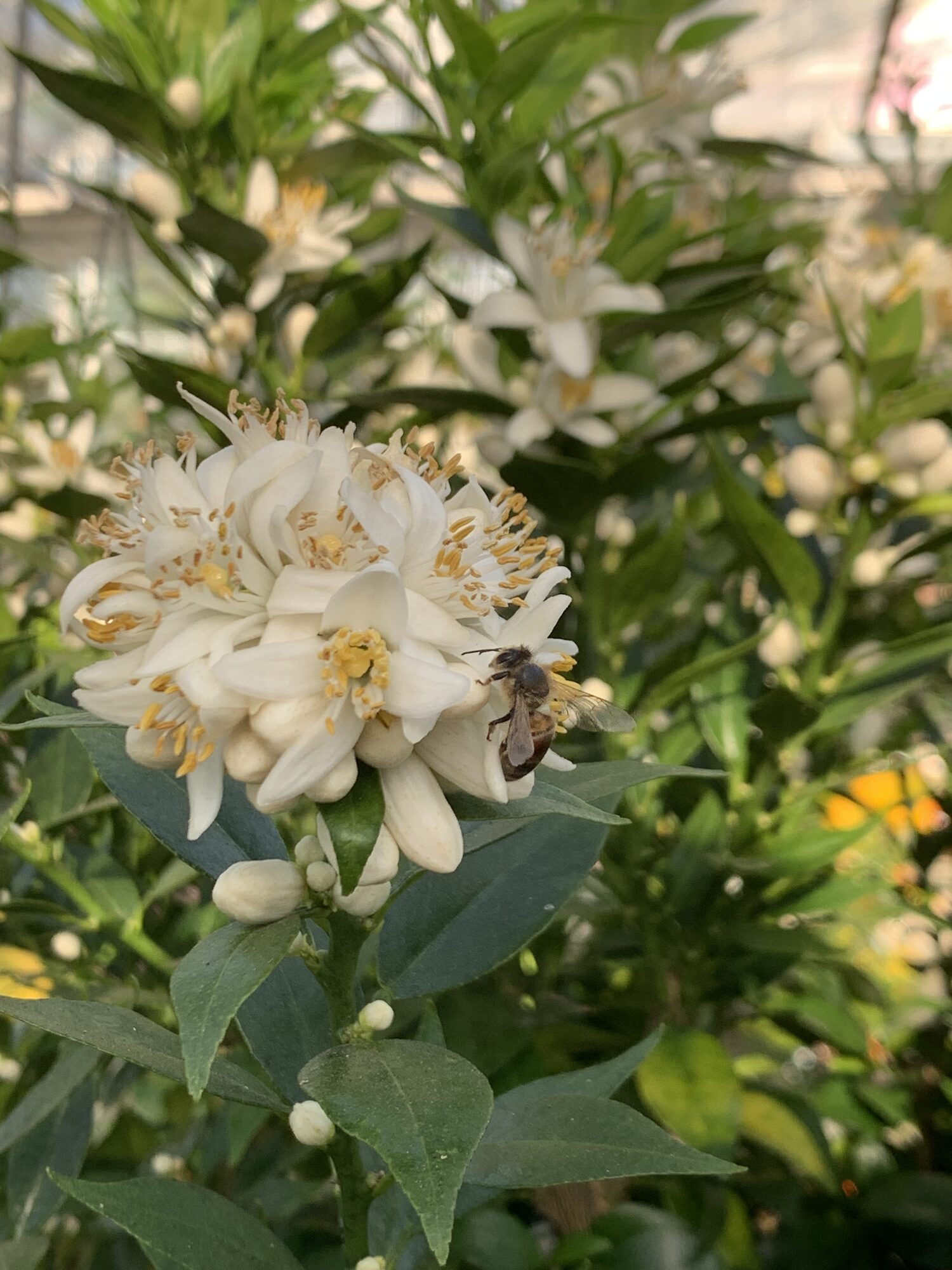 Orangerie Jaeken showroom in Reet (Rumst)